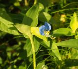 Commelina communis. Верхушка побега с цветком. Краснодарский край, Сочи, окр. Мацесты. 25.09.2016.