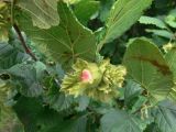 Corylus heterophylla