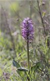 Orchis simia