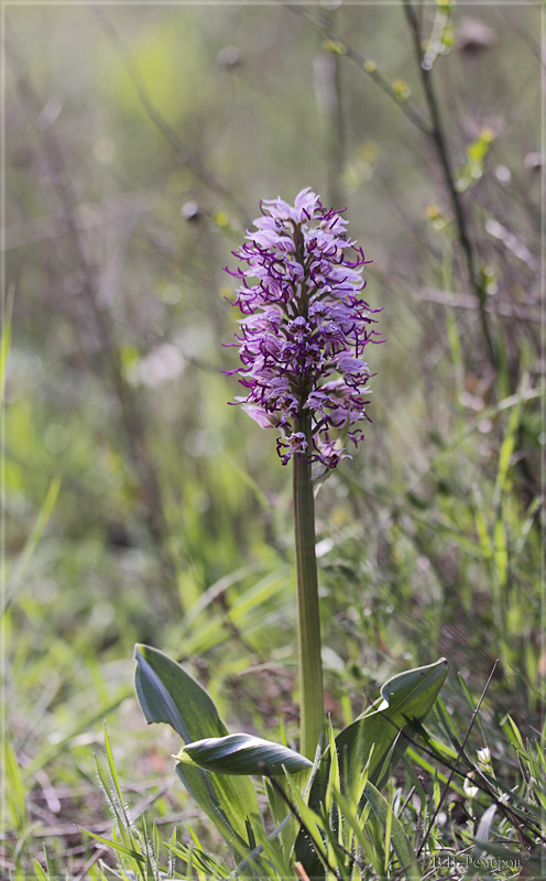 Изображение особи Orchis simia.