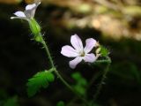 Geranium robertianum. Цветки и прицветный лист. Пензенская обл., Каменский р-н, с. Блиновка, северная окраина, широколиственный лес. 10 августа 2016 г.