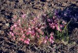 Convolvulus gortschakovii