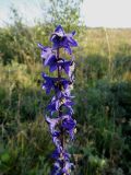 Delphinium crassifolium. Верхняя часть соцветия. Иркутская обл., Иркутский р-н, дер. Позднякова, луг. 29.08.2017.