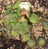 Gossypium hirsutum