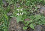 Lamium album