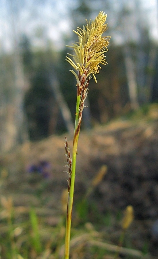 Изображение особи Carex macroura.