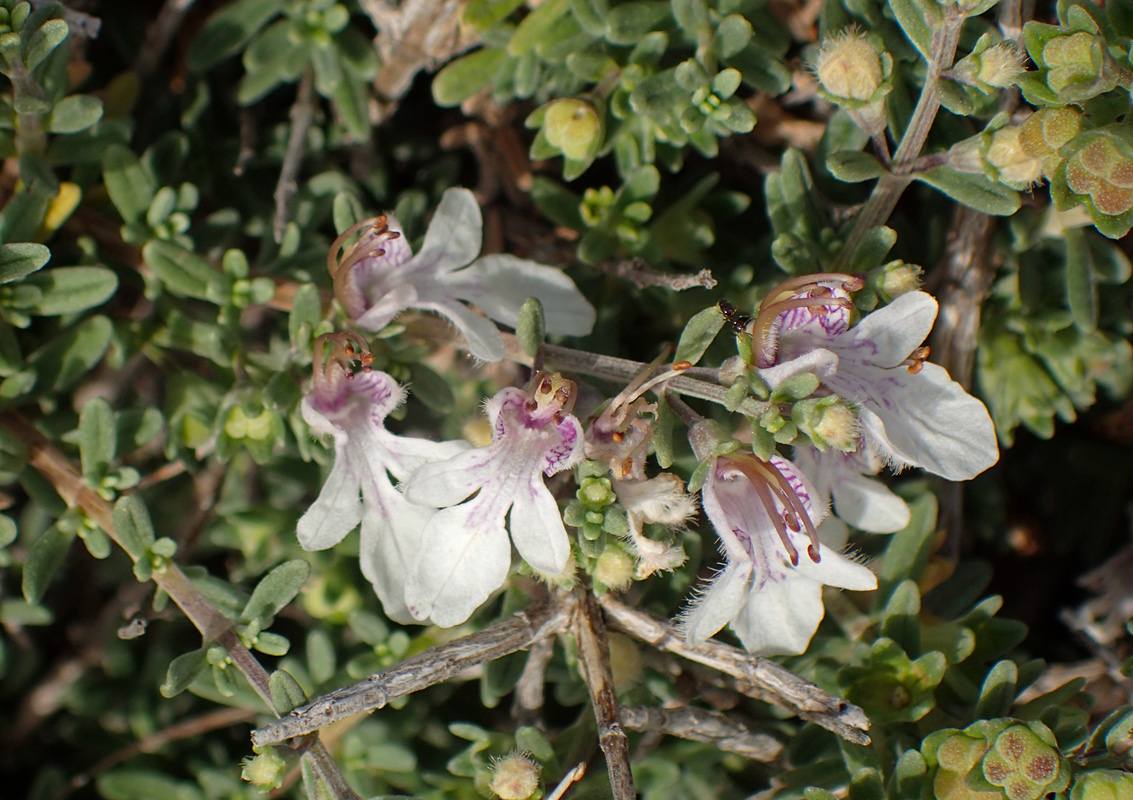 Image of Teucrium brevifolium specimen.