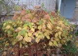 Hydrangea arborescens