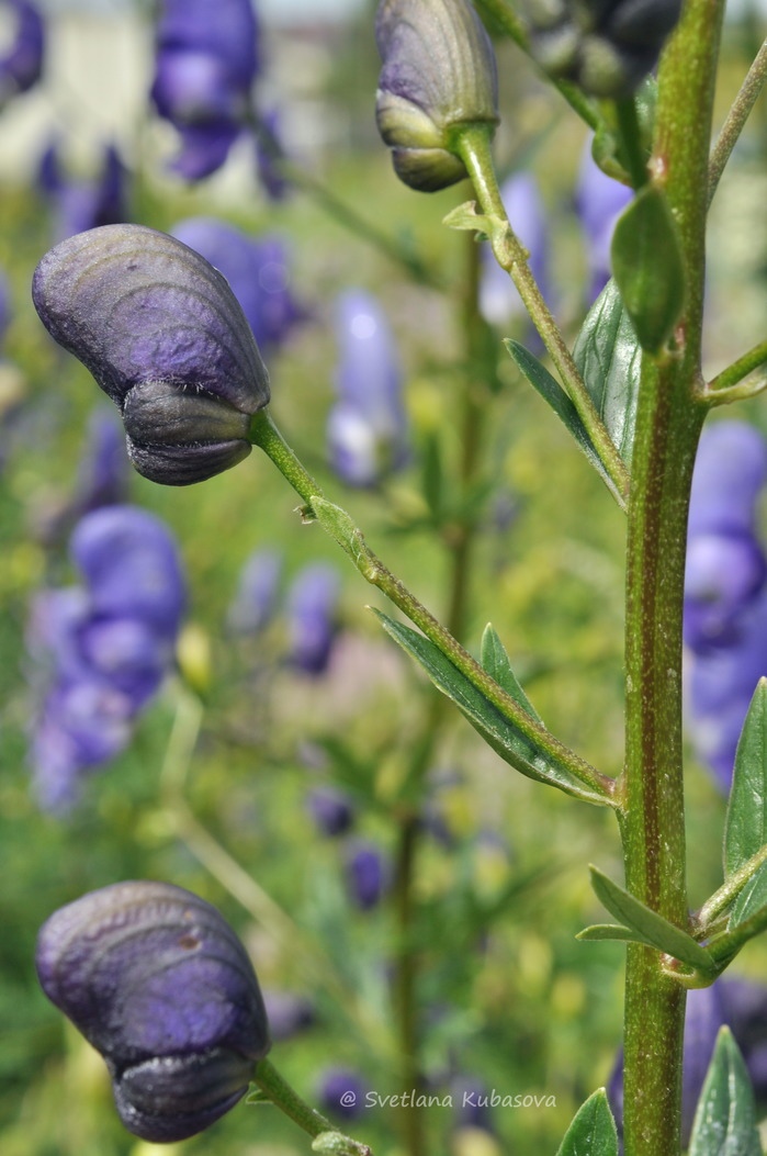 Изображение особи Aconitum &times; stoerkianum.