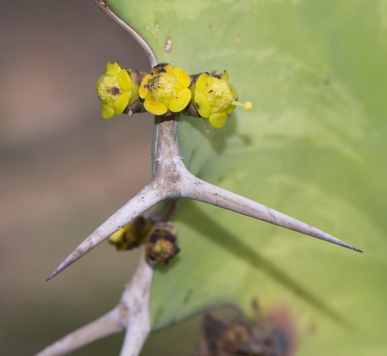 Изображение особи Euphorbia grandicornis.