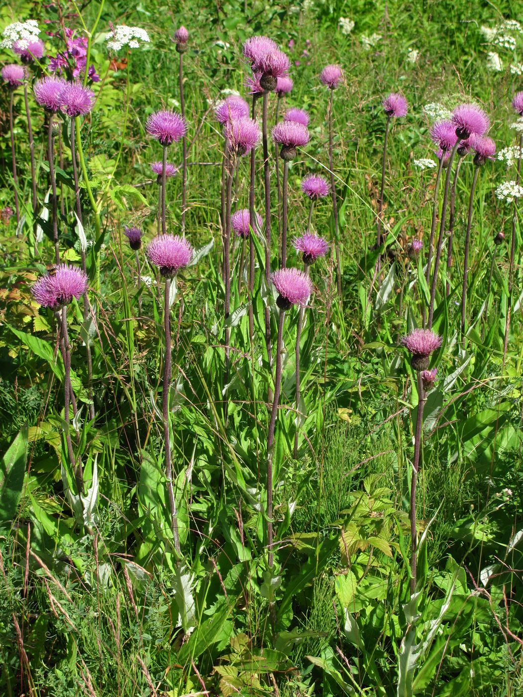 Изображение особи Cirsium heterophyllum.