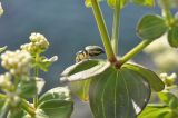 Galium platygalium