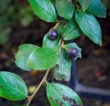 Cotoneaster lucidus. Часть веточки с плодами и листьями. Санкт-Петербург, Центральный р-н, Невский проспект, озеленение. 10.09.2020.