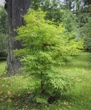 Acer triflorum