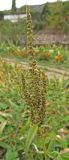 Amaranthus viridis. Верхушечное соцветие в стадии плодоношения. Крым, Южный берег, Никитский ботанический сад, в цветнике. 19.10.2020.