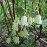 Enkianthus campanulatus. Соцветие (белоцветковая форма). Московская обл., Щёлковский р-н, в культуре. 10.06.2022.