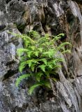 Woodsia caucasica. Вегетирующие растения. Дагестан, Гунибский р-н, Салтинская теснина, на скале. 30.07.2022.