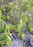 Zygophyllum lehmannianum. Часть растения с плодами. Казахстан, горы Балабогаты, полупустынная зона (в 70 км от г. Чилик). 04.06.2010.
