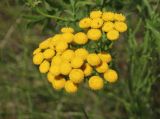 Tanacetum vulgare