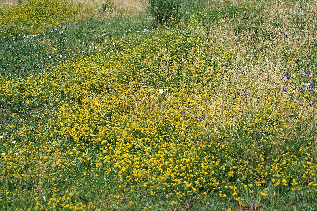 Изображение особи Medicago falcata.