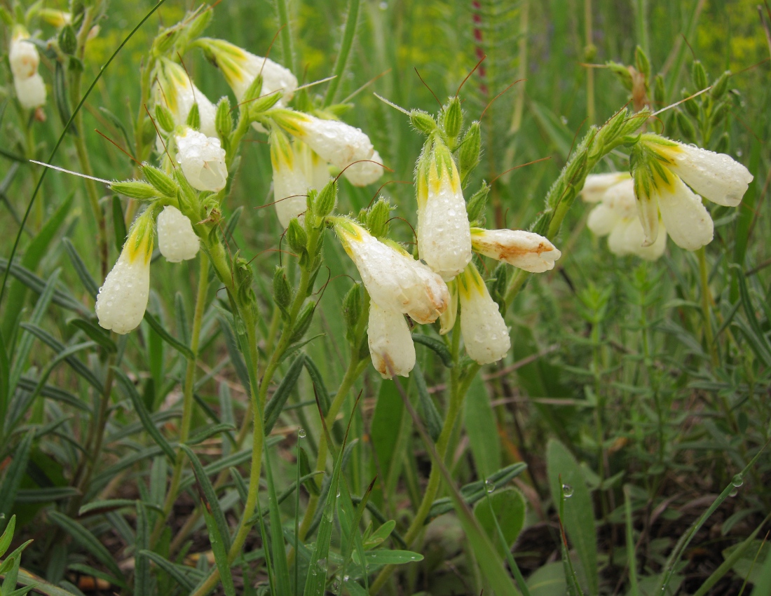 Изображение особи Onosma volgensis.