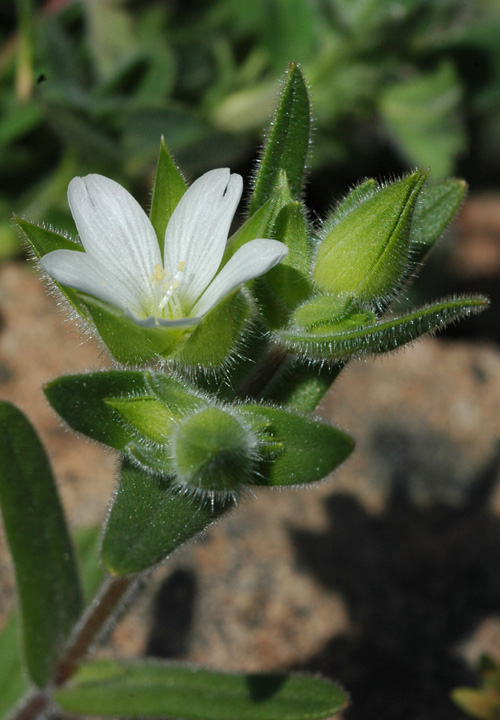 Изображение особи Cerastium inflatum.