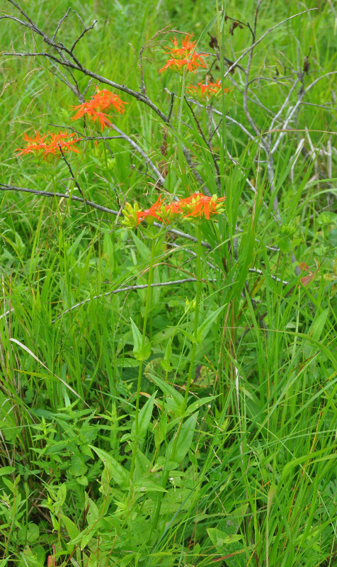 Изображение особи Lychnis wilfordii.