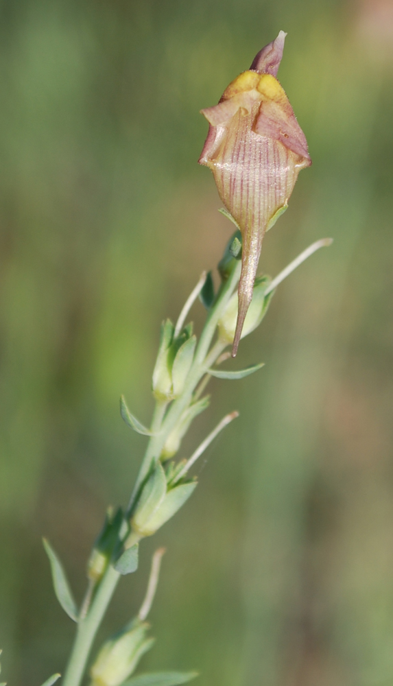 Изображение особи Linaria popovii.