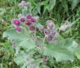 Arctium tomentosum