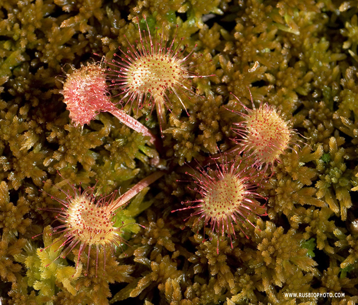 Изображение особи Drosera rotundifolia.