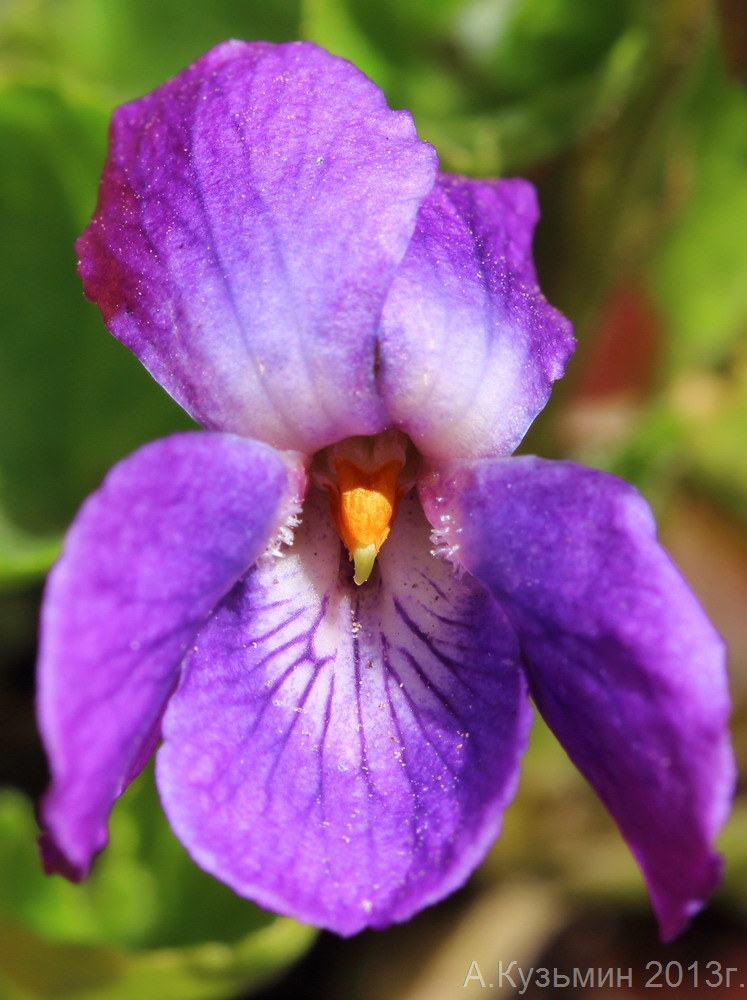 Изображение особи Viola &times; vindobonensis.