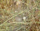 Gypsophila capillaris. Веточка цветущего растения. Израиль, г. Беэр-Шева, рудеральное местообитание. 14.04.2013.