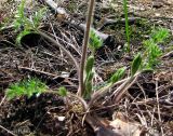 Pulsatilla pratensis