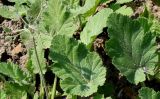 Erodium malacoides