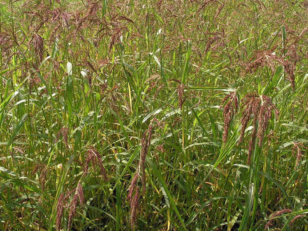 Изображение особи Echinochloa crus-galli.