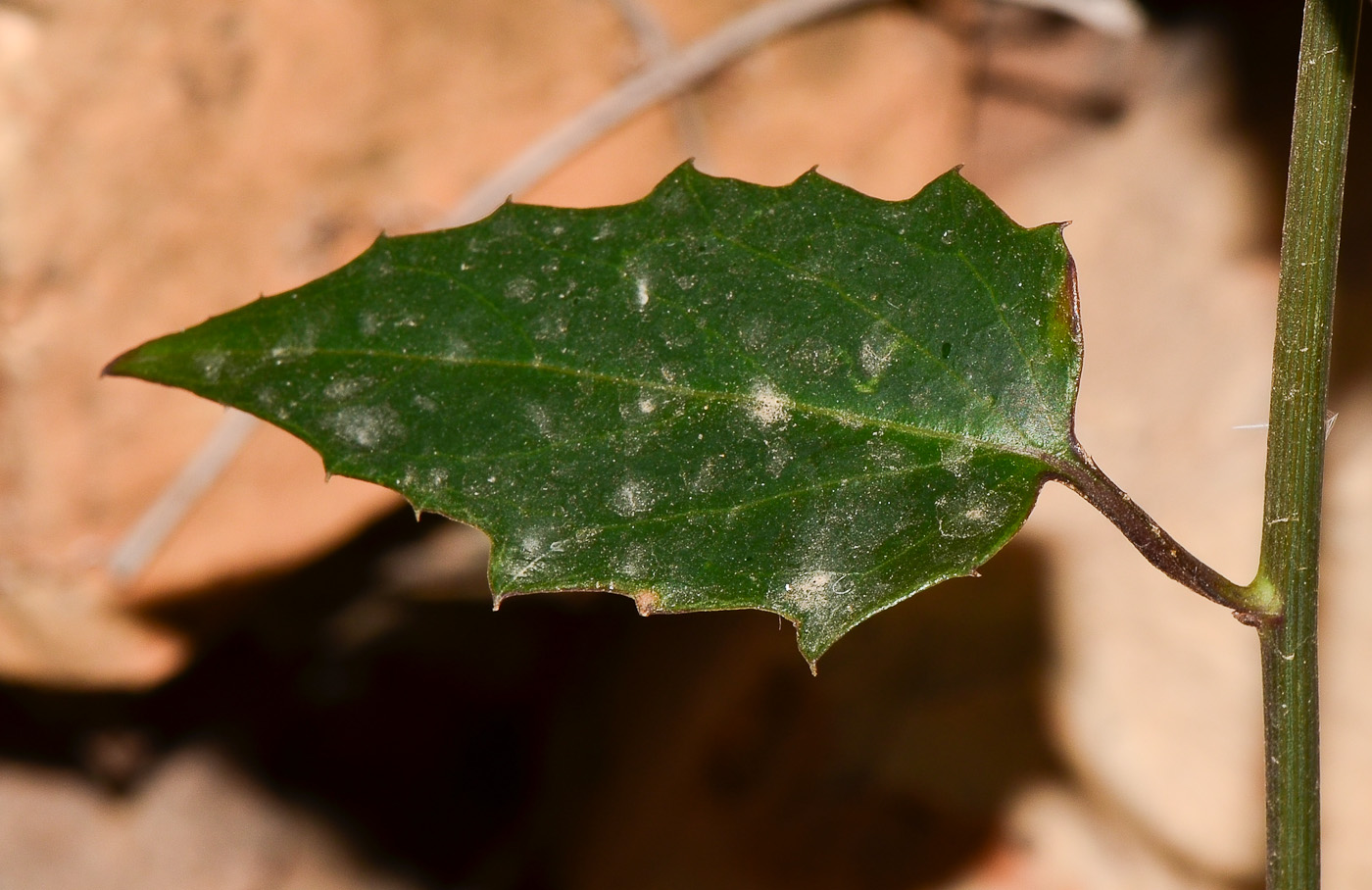 Изображение особи Pseudogynoxys chenopodioides.