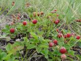 Fragaria viridis