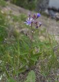 Lactuca sibirica