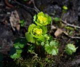 Chrysosplenium alternifolium. Цветущие растения. Ярославская обл., усадьба Карабиха. 20 апреля 2014 г.