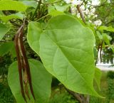 Catalpa bignonioides. Лист и сухой перезимовавший плод. Чувашия, г. Шумерля. 14.06.2014.