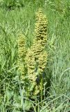 Rumex confertus. Плодоносящее растение. Ярославль, луговина на правом берегу р. Которосль. 12 июня 2014 г.