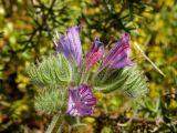 Echium angustifolium