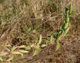 Oenothera depressa