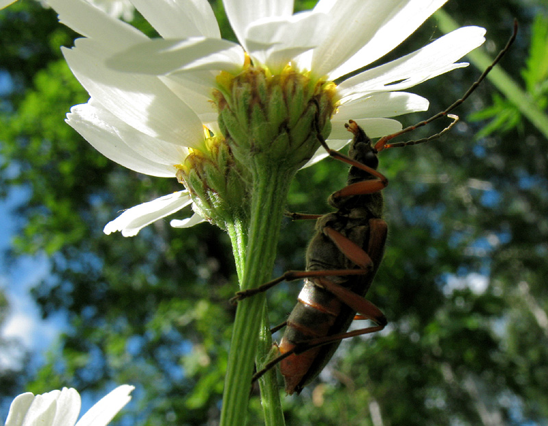 Image of Pyrethrum corymbosum specimen.