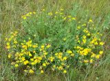 Lotus corniculatus