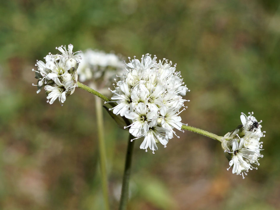 Image of Gypsophila cephalotes specimen.