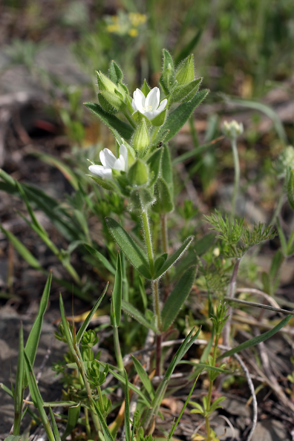 Изображение особи Cerastium inflatum.