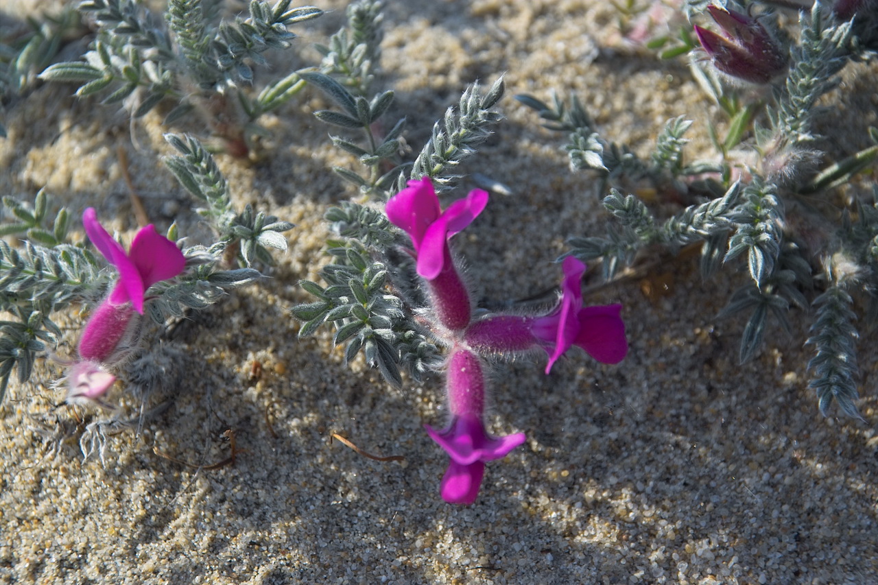 Изображение особи Oxytropis lanata.