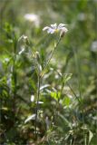 Cerastium arvense