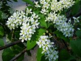 Padus avium подвид pubescens. Соцветия и листья. Приморье, Лазовский р-н, с. Чистоводное, у дороги. 10.05.2015.